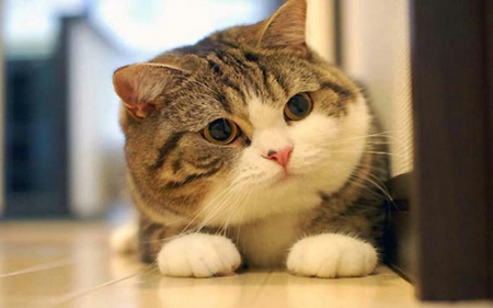 Треба ще більше котиків: Україна потрапила в топ-10 країн з найбільшою кількістю котів