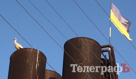 Аиста Гришу вернули в Кременчуг 