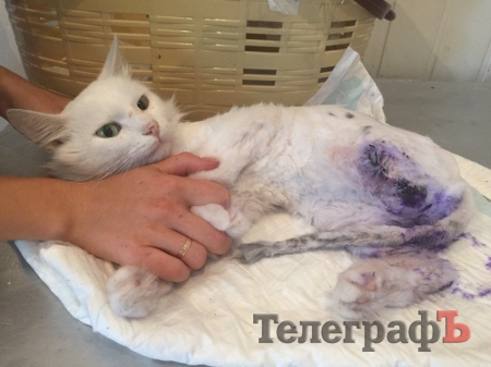 Наши люди: Валерия, Доктор АйБолит и много спасенных котиков