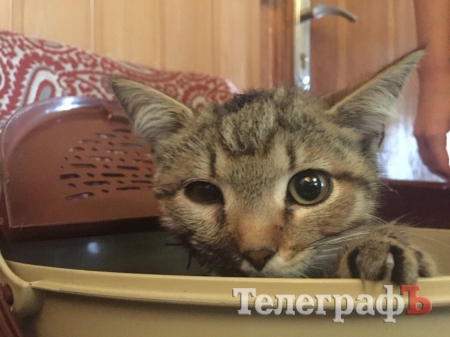 Наши люди: Валерия, Доктор АйБолит и много спасенных котиков