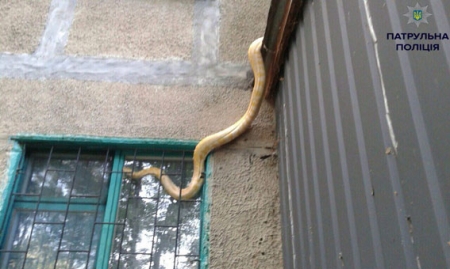 В Полтаве патрульные снимали питона с крыши балкона