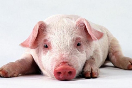 Африканская чума свиней снова на Полтавщине 