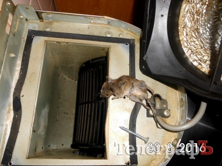 Ужасы нашего городка: кременчужане живут в окружении крыс