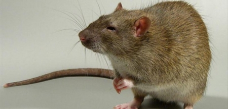 Ужасы нашего городка: кременчужане живут в окружении крыс