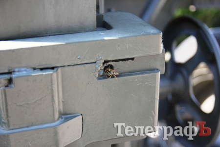 Осы «обзавелись пушкой» и ждут кременчужан в Парке Мира