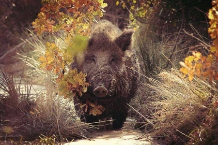 Через чуму свиней у полтавських лісах відстрілюватимуть вепрів Через чуму свиней у полтавських лісах відстрілюватимуть вепрів