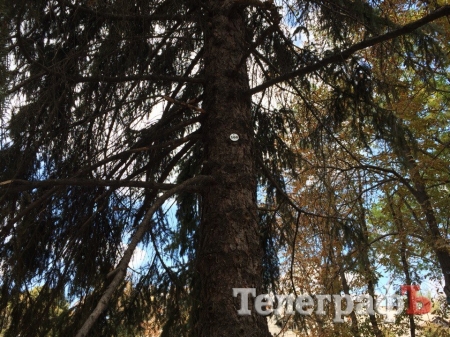 В Кременчуге в сквере им. Бабаева пронумеровали деревья