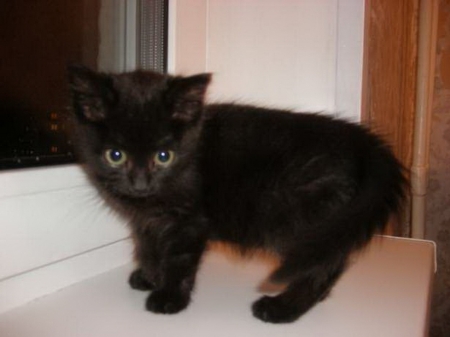 Кременчуг по-богатому и без копейки денег