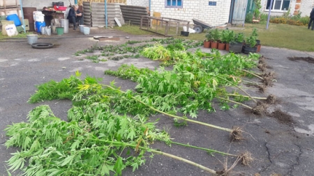 В Кременчугском районе обнаружили «цех», где выращивали и сушили коноплю В Кременчугском районе обнаружили «цех», где выращивали и сушили коноплю