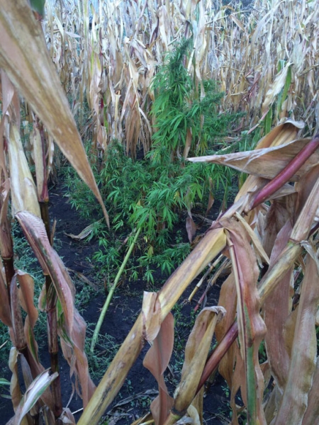 В Кременчугском районе обнаружили «цех», где выращивали и сушили коноплю