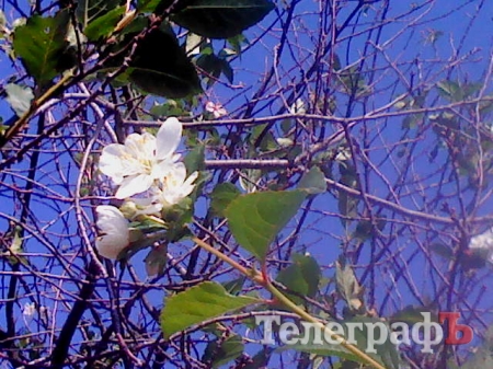 Запахло весной: в Кременчуге зацвели каштаны, а на Козельщине...