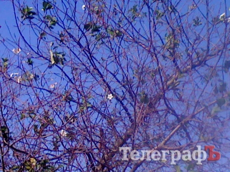 Запахло весной: в Кременчуге зацвели каштаны, а на Козельщине...
