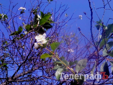 Запахло весной: в Кременчуге зацвели каштаны, а на Козельщине...