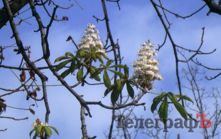 Запахло весной: в Кременчуге зацвели каштаны, а на Козельщине...
