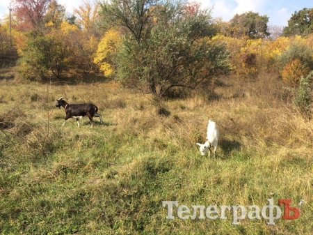 В Кременчуге в романтическом месте планируют сделать свалку для опалых листьев