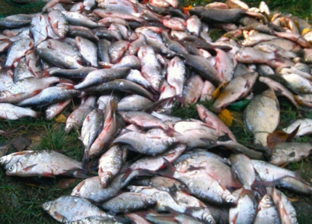 На Кременчугском водохранилище браконьер наловил рыбы больше чем на 20000 гривен