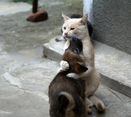 В Гадяче собираются уничтожить всех бездомных животных В Гадяче собираются уничтожить всех бездомных животных