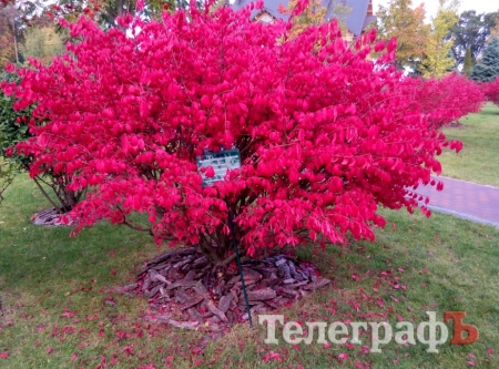 Тіньовий музей, або Межигір’я сьогодні