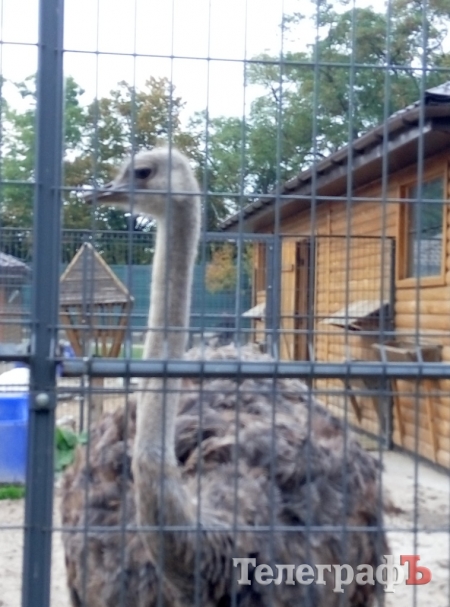 Тіньовий музей, або Межигір’я сьогодні