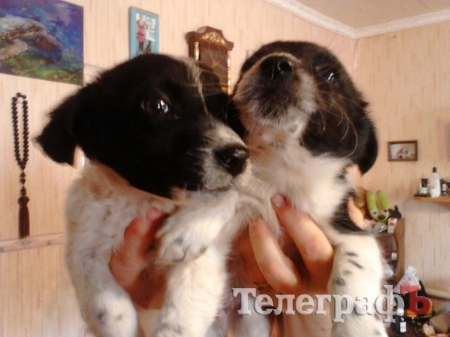 «Какая-то баба щенков бросила под колёса машины» - волонтёр Наталия Гребенникова