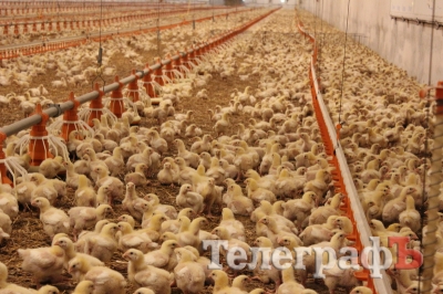 Чудеса Волині: навіщо кременчужанину їхати у таку далечінь