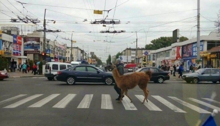 Всё нормально, мама, это просто лама идёт по «зебре»