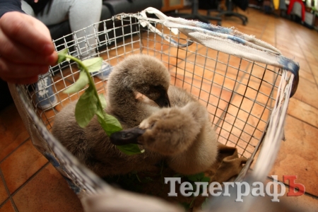У Кременчуці шукають дівчат, які врятували чорних лебедят