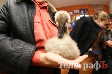 У Кременчуці шукають дівчат, які врятували чорних лебедят