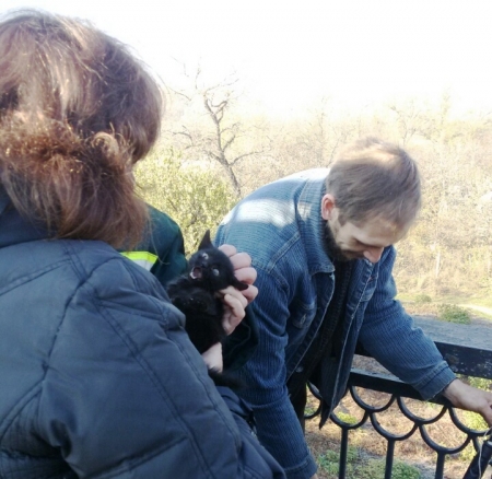 Кременчужане на мосту спасали котёнка: с полицией и АТОшниками