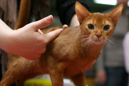 5 и 6 ноября в Кременчуге состоится Выставка элитных пород кошек