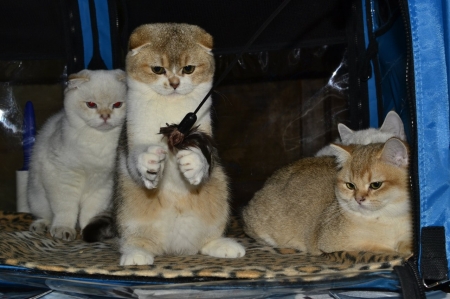 5 и 6 ноября в Кременчуге состоится Выставка элитных пород кошек