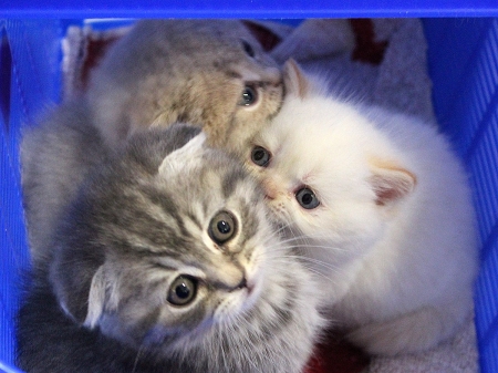 5 и 6 ноября в Кременчуге состоится Выставка элитных пород кошек