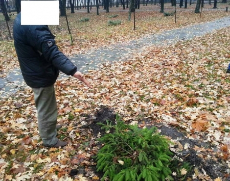 Сосну та два комбінезони для собак вкрали у Кременчуці