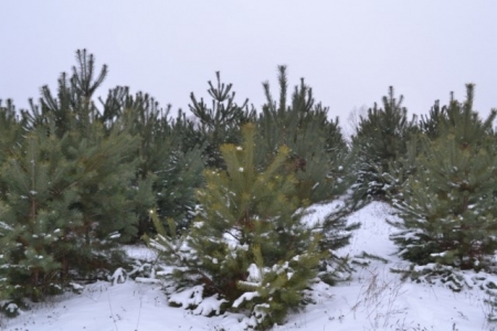 Кременчужанам новогодние ёлки будут продавать с наклейками вместо чипов