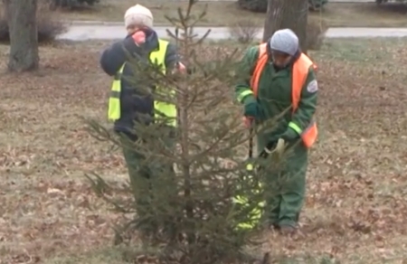 Сосну... и другие хвойные деревья в Кременчуге опрыскивают вонючими химреагентами