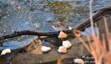 По озеру в Городском саду уже можно ходить... если ты - утка