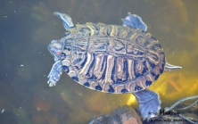 По озеру в Городском саду уже можно ходить... если ты - утка