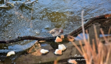 По озеру в Городском саду уже можно ходить... если ты - утка