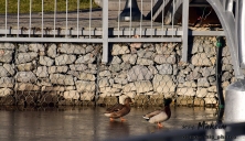 По озеру в Городском саду уже можно ходить... если ты - утка