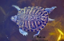 По озеру в Городском саду уже можно ходить... если ты - утка