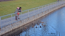 По озеру в Городском саду уже можно ходить... если ты - утка