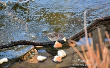 По озеру в Городском саду уже можно ходить... если ты - утка