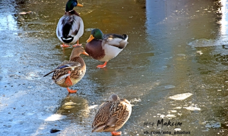 По озеру в Городском саду уже можно ходить... если ты - утка