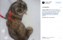 Кременчужани діляться зимою у cоціальних мережах