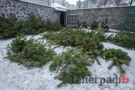 У Кременчуці вже можна придбати сосну на Новий рік