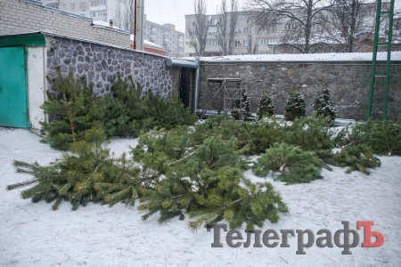 У Кременчуці вже можна придбати сосну на Новий рік