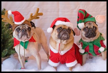 Всеукраїнський костюмований парад тварин «Кубок Хатіко» у Кременчуці: реєструйтеся тут