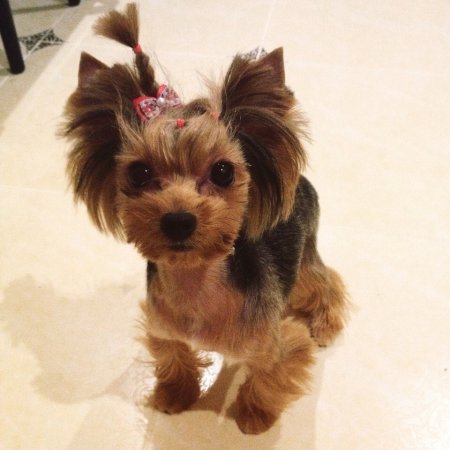 Всеукраїнський костюмований парад тварин «Кубок Хатіко» у Кременчуці: реєструйтеся тут