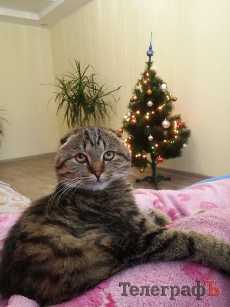 Похвастайся своей красоткой: присылайте нам свои новогодние ёлки