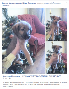 Предновогодний закат, домашние любимцы и городская ёлка: чем делились кременчужане в соцсетях на Новый год